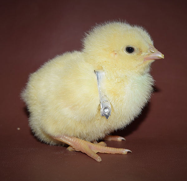 Wing-banded Broiler Chick